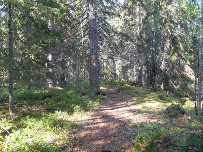 Kuvassa polku kuusikossa. Aurinko paistaa puiden runkojen välistä kanervikkoon.
